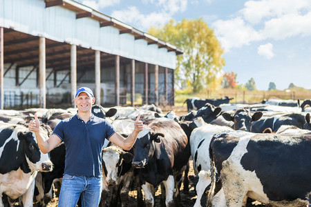 牛群中的快乐农夫图片
