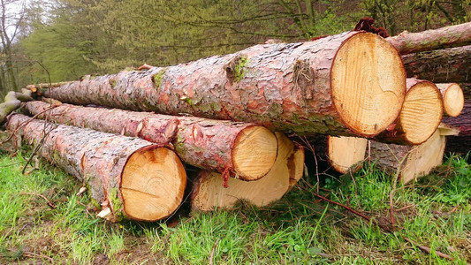 砍伐森林的原木图片