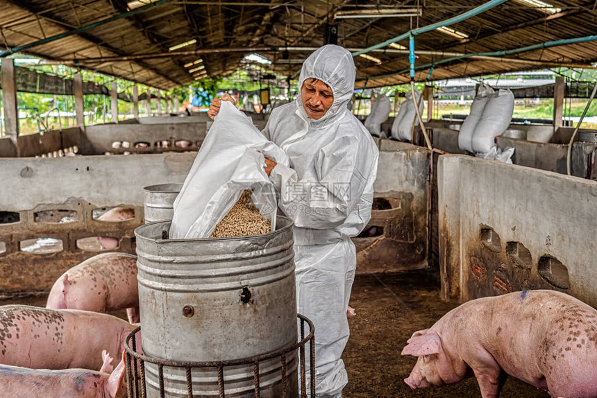 亚洲兽医在养猪场动物和养猪图片