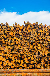 新鲜的松木树堆在LumberYard图片