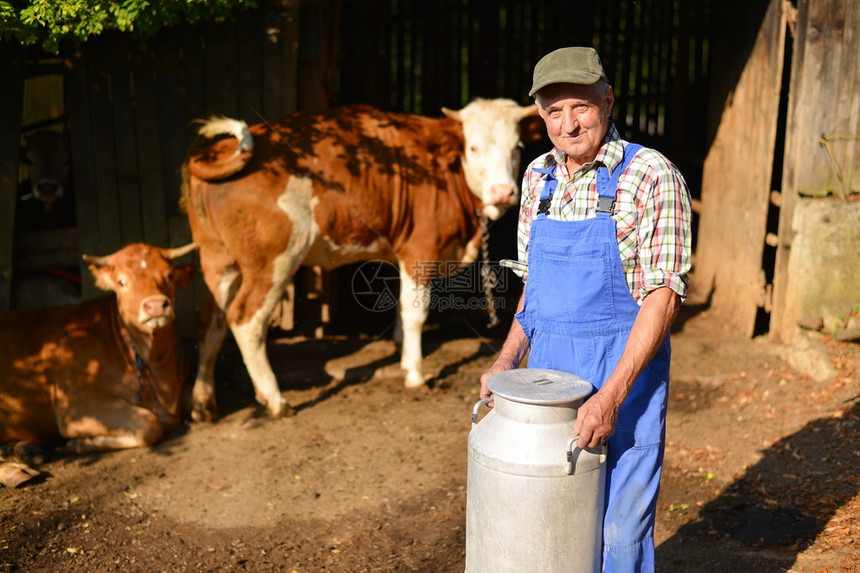 农夫正在用奶牛和拿着大牛奶容器罐的有机农场工作模特是真正图片