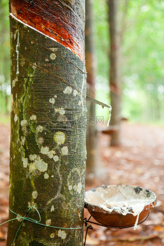 从越南一棵采掘橡胶树图片