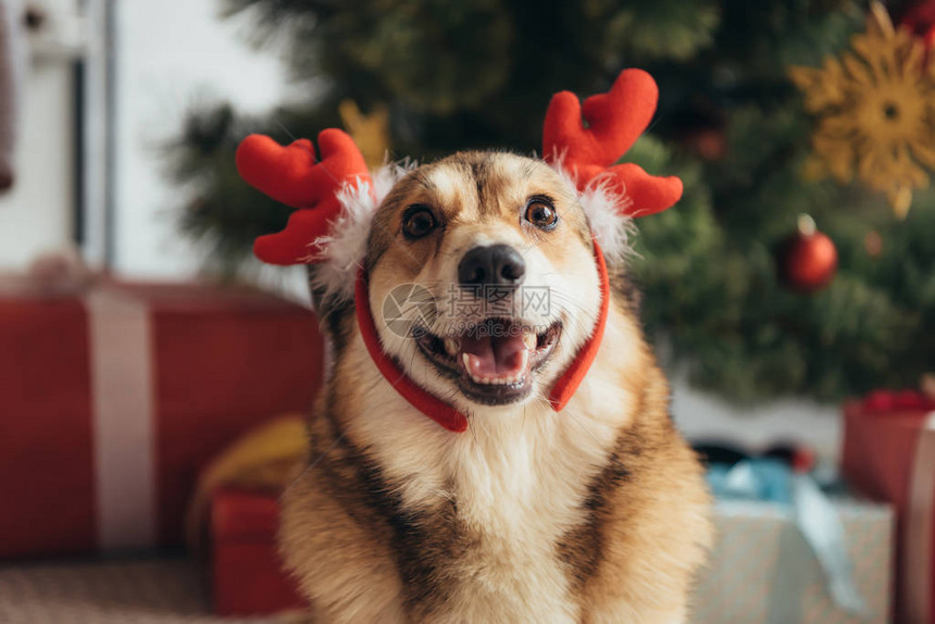 圣诞时在鹿角里的小狗可爱WelshCorgiChr图片