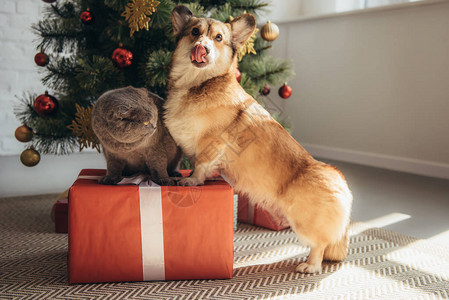 圣诞树旁边的礼物盒上滑稽的狼狗和图片