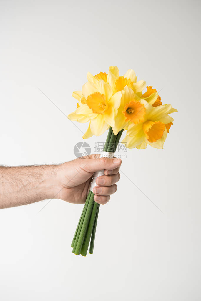 雄手握着水仙花的束在白图片