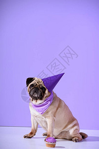 穿着紫色生日帽子的狗和纸杯蛋糕图片