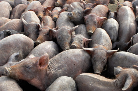 一大群小猪在农场图片