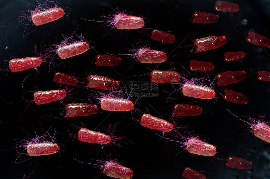大肠埃希氏菌又称大肠菌健康科学概念图片