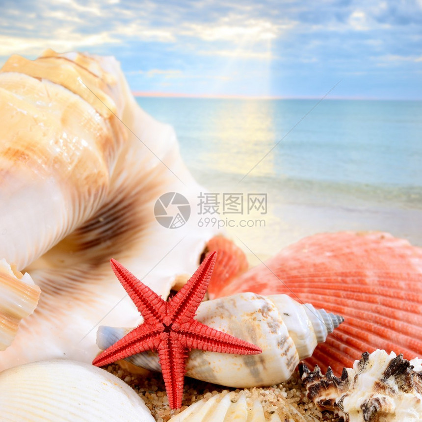 沙滩上的海星和贝壳与蓝色的大海相映成趣图片