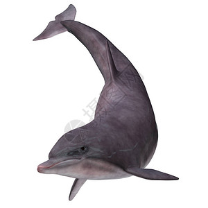 燕科瓶鼻海豚栖息于和的海域寻插画