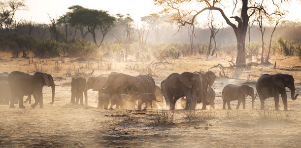 南非野生大象与婴儿一起生长在南非图片