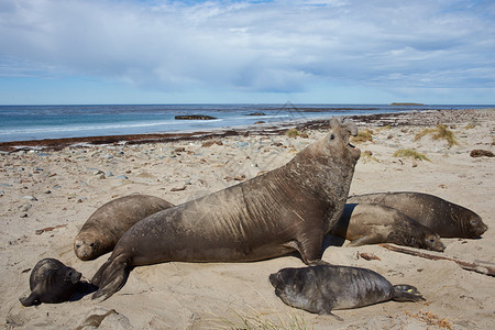 南大象海豹MiroungaLeonina位于福克兰群岛西图片