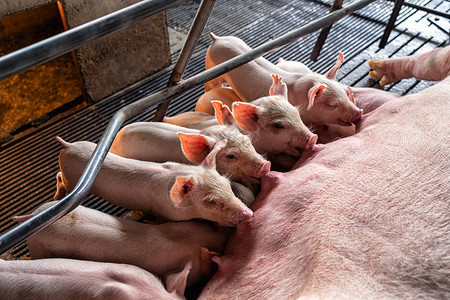 猪养殖场动物和猪业吸图片