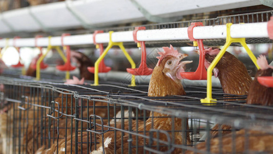 农场鸡蛋和家禽生产中的鸡饮用水图片