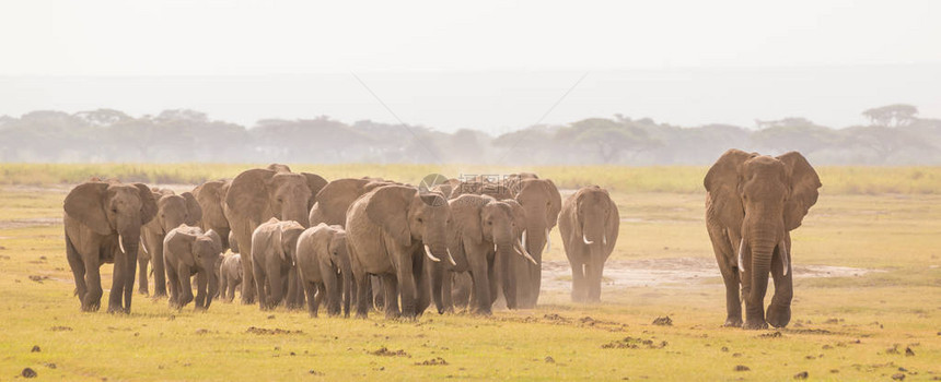 Amboseli野生动物保护区的长辈群位于肯尼亚裂谷省Kajiado区图片