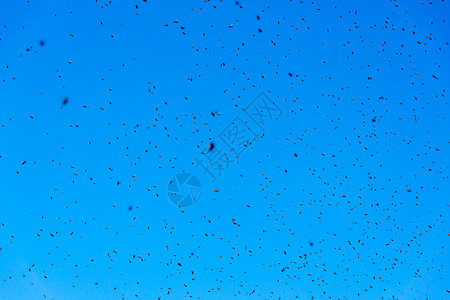 一群蜜蜂在天空中图片