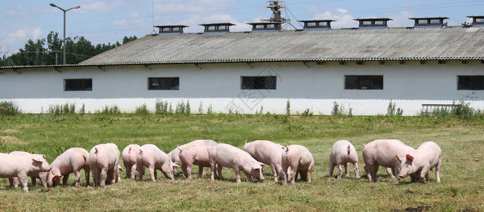 在农村养猪场放牧的小图片