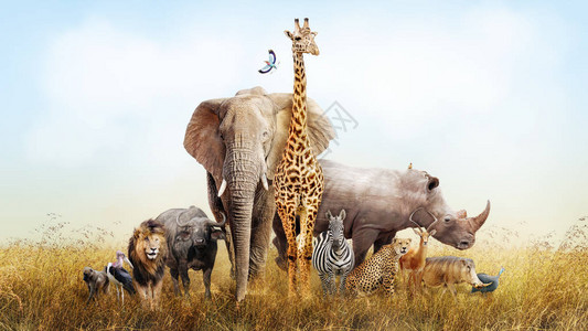 开普布法罗一大群非洲野生动物在肯尼亚草原的场景背景