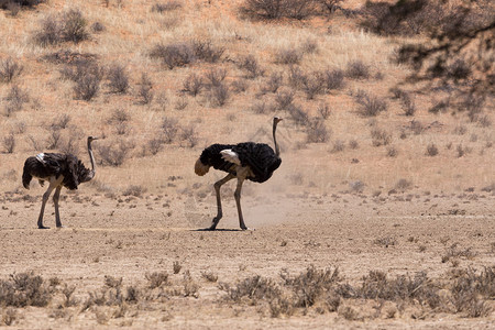南非Kgalagadi的Ostrich图片
