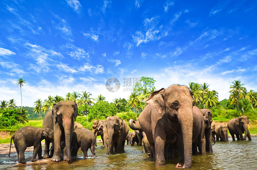 斯里兰卡河大象群图片