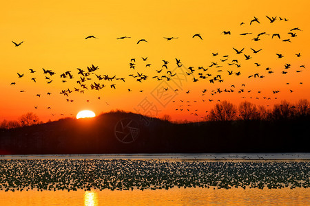 一群雁在美国宾夕法尼亚州兰开斯特县的中溪野生背景图片