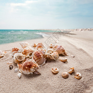 海沙上的贝壳图片