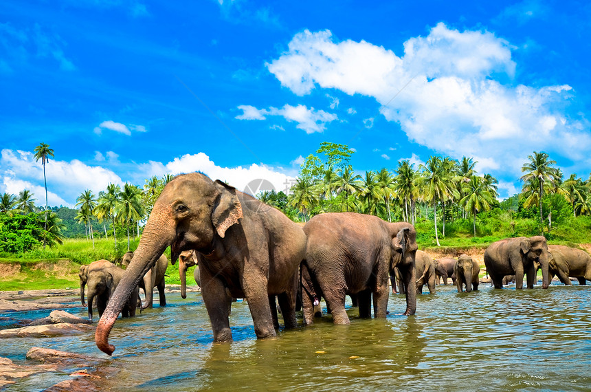 斯里兰卡河大象群图片