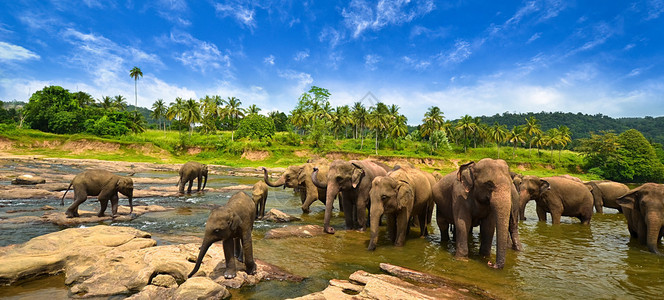 斯里兰卡科伦坡斯里兰卡河大象群插画