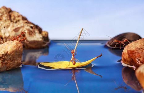 蚂蚁划船过水团队合作理念图片