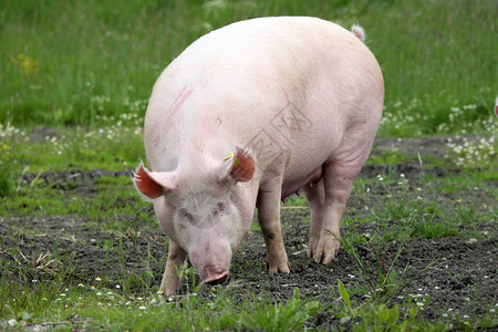匈牙利猪品种的名字是大白种图片