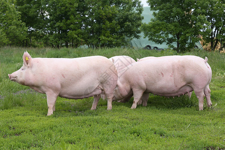 农场动物播种猪享受夏日阳光图片