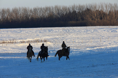 在加拿大冬季骑图片