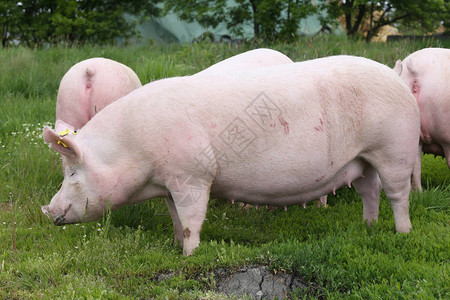 大肥母猪在夏季牧场吃草背景图片