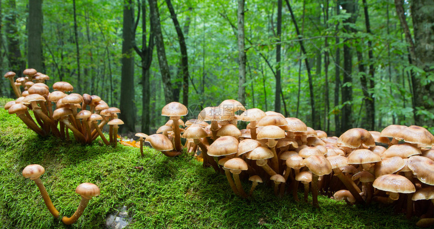 一群秋天的蜜蜂蘑菇生长在图片