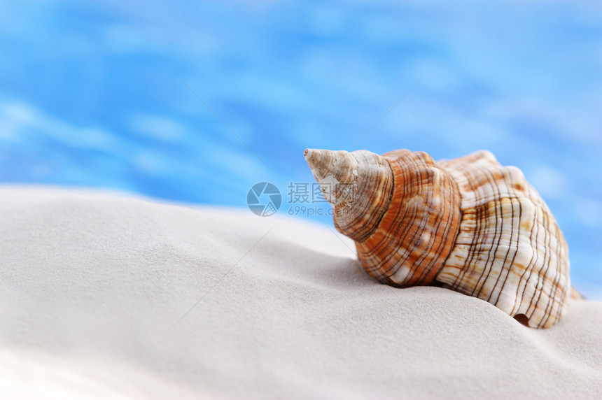 沙背景上的贝壳图片