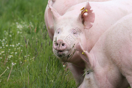 户外绿草地上年轻母猪的头部拍摄图片