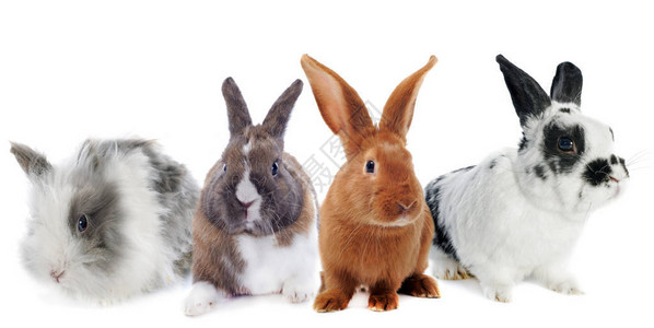 白色背景前的鼠兔组背景图片