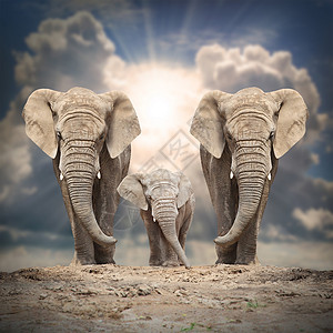非洲大象LoxodontaAfricana家图片