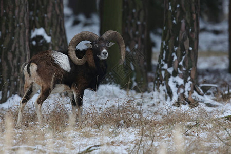 自然栖息地森林野生动物体内的大型欧洲马富金图片