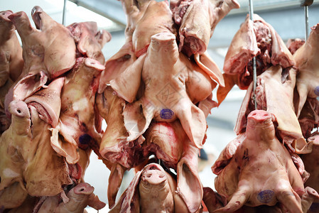 肉厂里挂在钩子上的猪头图片