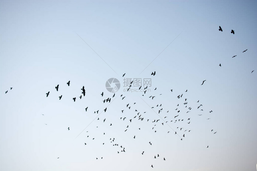 看到天空中飞翔的鸟群图片