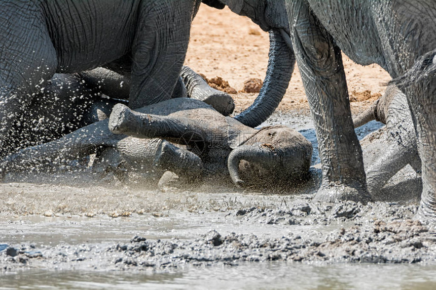 非洲大象宝和家人一起在纳米比亚的一个水洞里图片