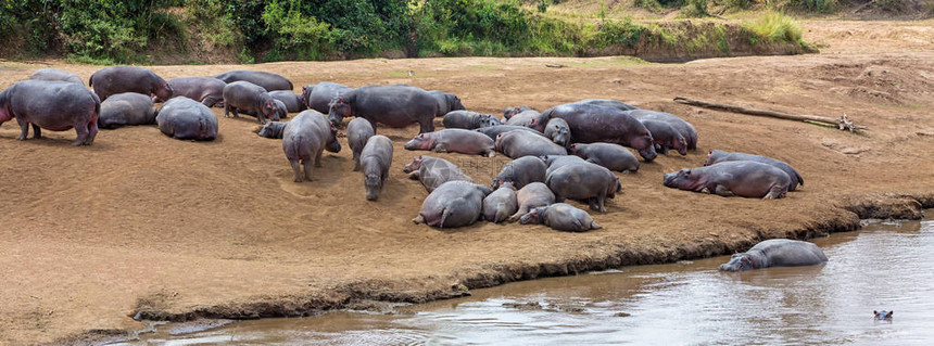 在非洲肯尼亚马拉河沿岸的大型河马太阳浴池图片