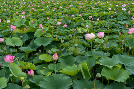 韩国布约的莲花池塘在莲图片