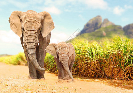 非洲布希大象LoxodontaAfricana家庭在野生物保护图片