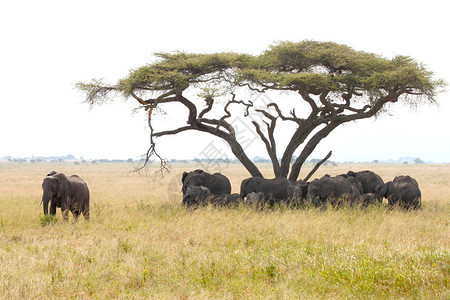 非洲大象非洲牧群Loxodonta图片