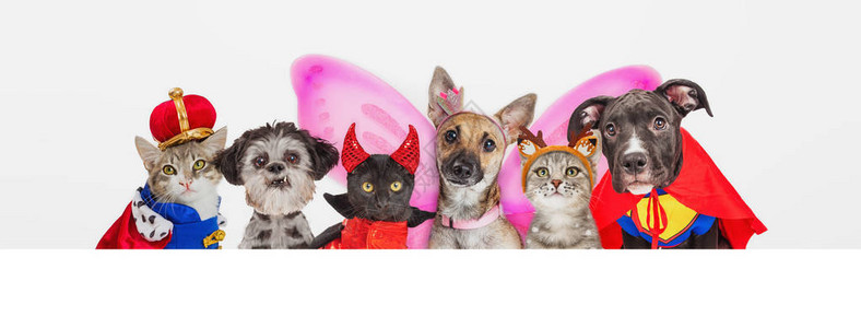一群穿着万圣节装扮的可爱狗和猫群在白横向网横图片