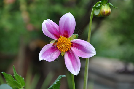 花自然背景图片