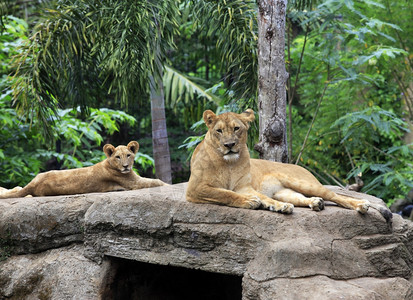动物园里狮子家庭印图片