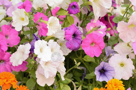多彩花朵在花园的花棚上图片